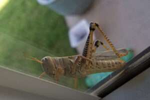 Texas gallery - Grasshopper © Nilda Heyek