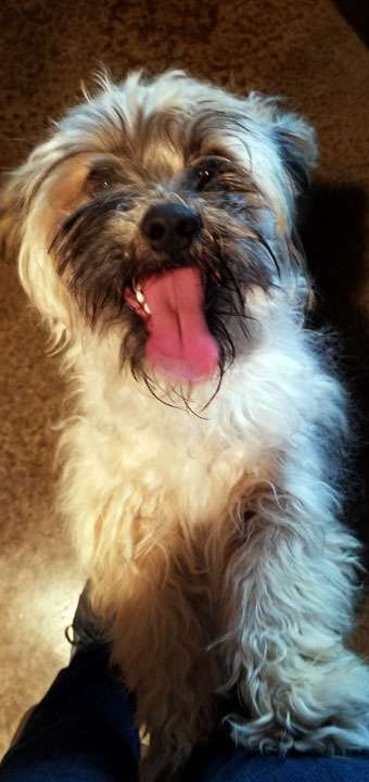 Frankie dog - Nilda Heyek