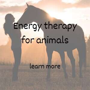 Energy therapy for animals