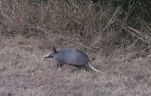 © Nilda Heyek - Texas armadillo