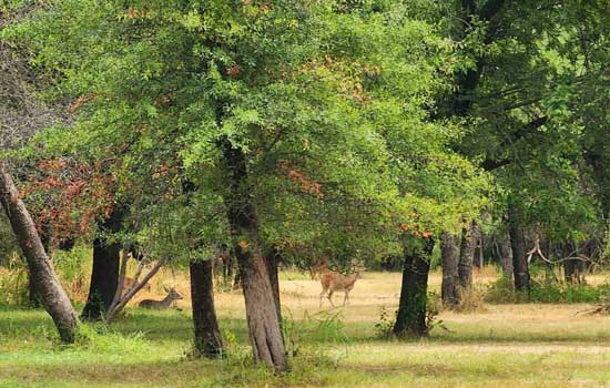 © Nilda Heyek - Buffalo Gap, Texas