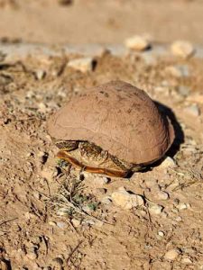 © Nilda Heyek - Wild Turtle